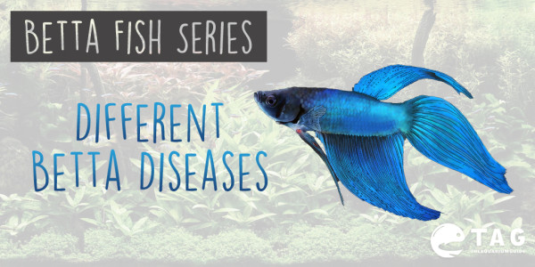 Betta Fish Series - Different Betta Diseases