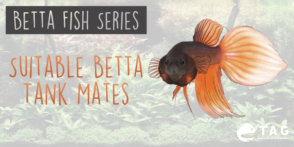 Betta Fish Series - Suitable Betta Tank Mates
