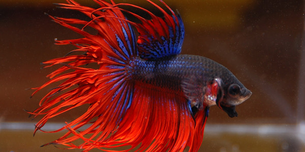 different kinds of betta fish