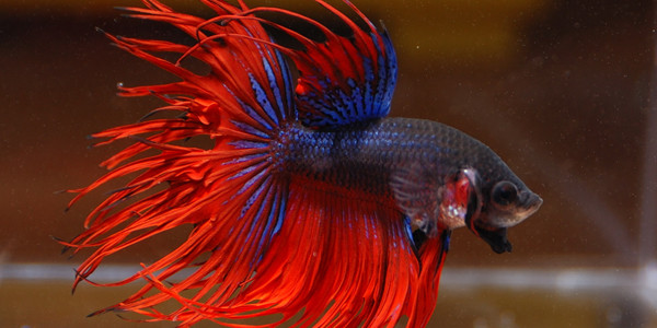 best type of betta fish