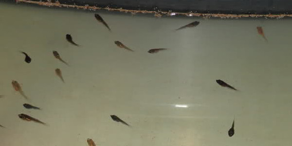 breeding betta fish - betta fish fry
