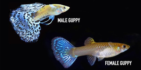 female guppies for sale near me