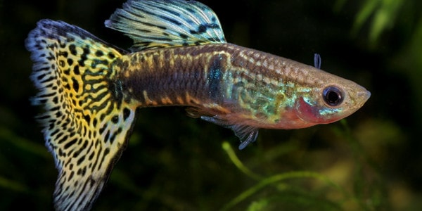 male guppy