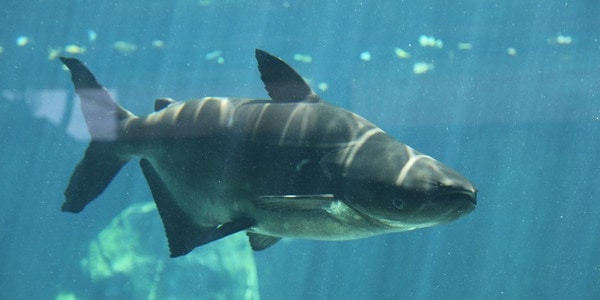 Freshwater Shark - Mekong giant catfish