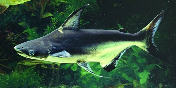 Freshwater Shark - Paroon shark