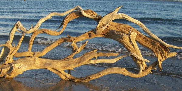 Lower the pH with driftwood