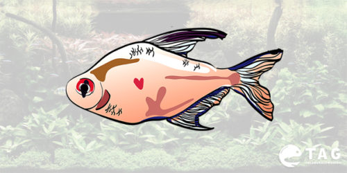 Type of Tetra - Bleeding Heart Tetra