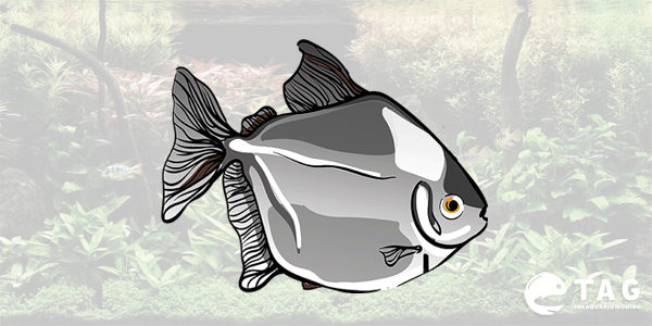 Type of Tetra - Silver Dollar Tetra