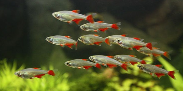 bloodfin tetra guide