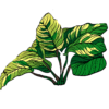 Anubias Plant