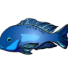 Blue Dolphin Cichlid