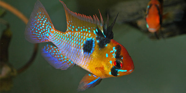 Blue Ram Cichlid