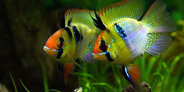 Breeding Blue Ram Cichlids