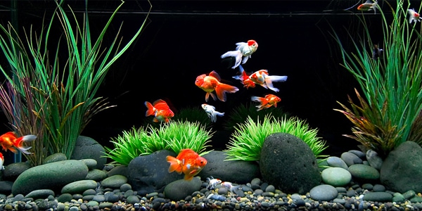 starting a goldfish aquarium