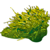 Java Moss