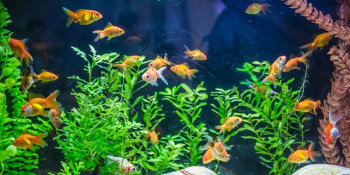 Overcrowded Aquarium