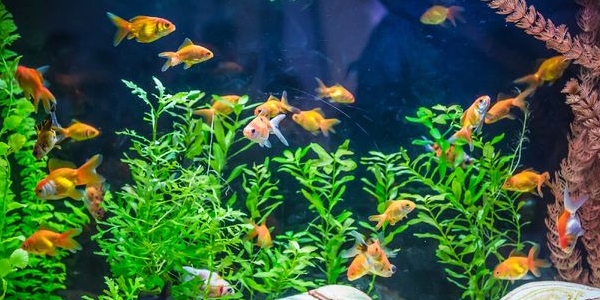 an-overcrowded-aquarium-the-aquarium-guide