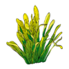 Sagittaria Plant