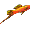 Swordtail Fish
