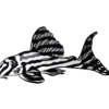Zebra Pleco