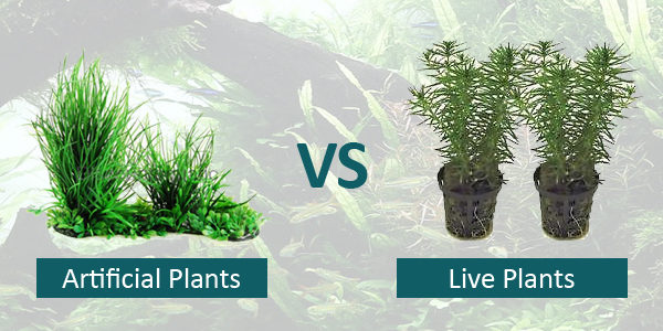 Live Plants vs Artificial Plants