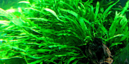 Java Fern: How to Grow and Maintain (Complete Guide)