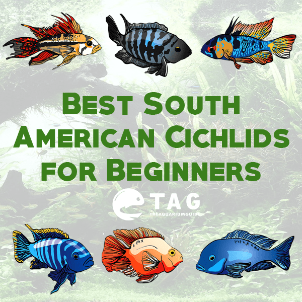 Best South American Cichlids for Beginners