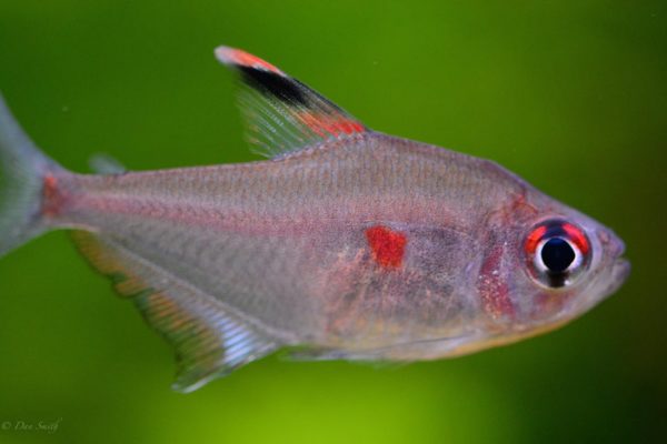 Bleeding Heart Tetra Behavior and Temperament