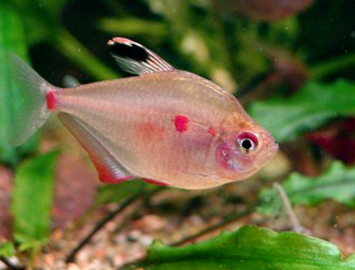 Breeding  Bleeding Heart Tetra