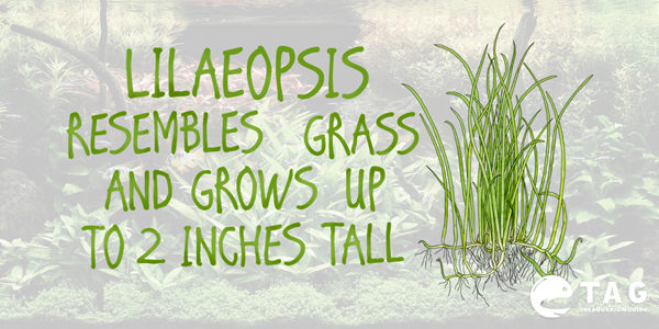 Lilaeopsis resembles grass and grows up to 2 inches tall