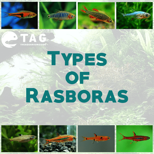 Types of Rasboras