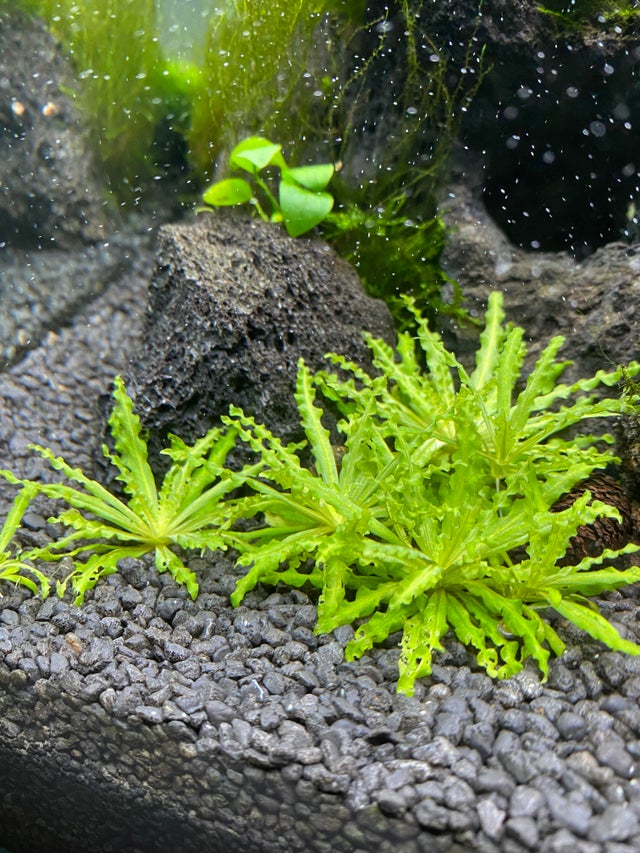 Pogostemon Helferi: Complete Guide to Care, Breeding, Tank Size and ...