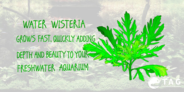 Water Wisteria grows fast, quickly adding depth and beauty to your freshwater aquarium
