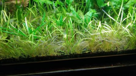 Dwarf Sagittaria Care Guide Carpet Floating Propagation