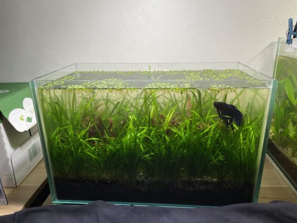 Dwarf Sagittaria Tank Size and Specifications