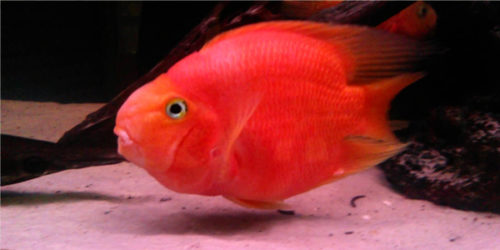 Blood Red Parrot Cichlid