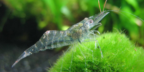 large ghost shrimp