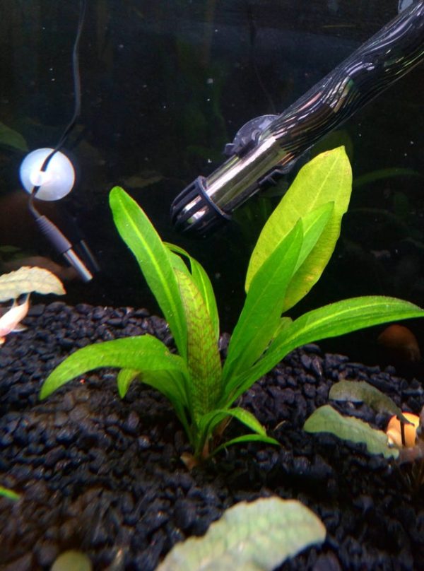 Amazon Sword Care Guide Carpet, Floating, Propagation The Aquarium