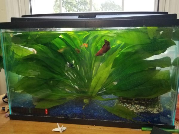 Amazon Sword Plant in Betta Fish Tank