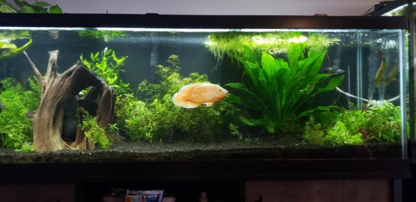 The Amazon Sword Plant Care and Tank Set-Up