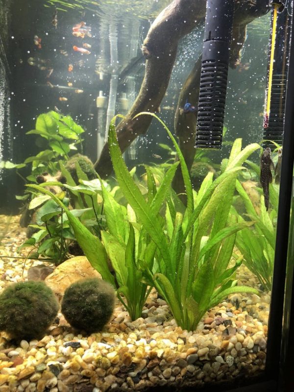 Amazon Sword Care Guide Carpet, Floating, Propagation The Aquarium