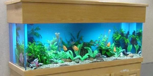 Best 100 Gallon Aquarium That You Can Buy The Guide.
