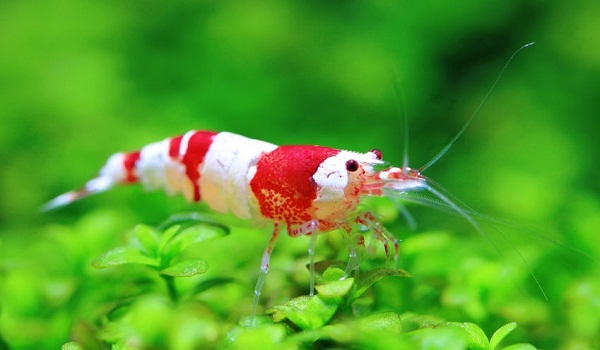 kirkland signature nature's domain dog food review