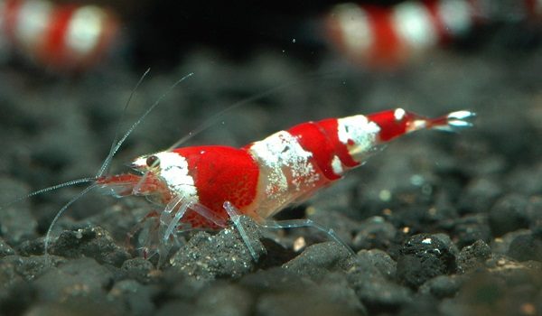 Crystal Red Shrimp Grades