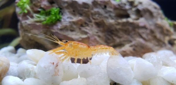 Dwarf Crayfish Appearance