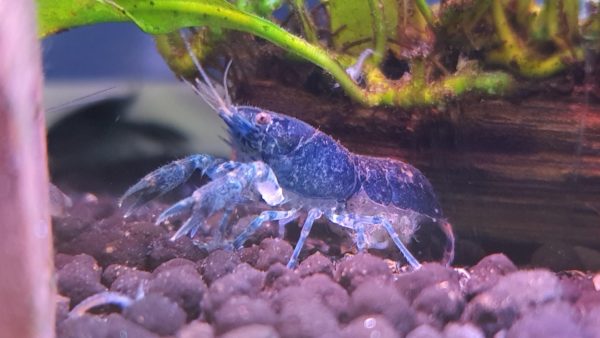 Dwarf Crayfish Care & Tank Set-Up