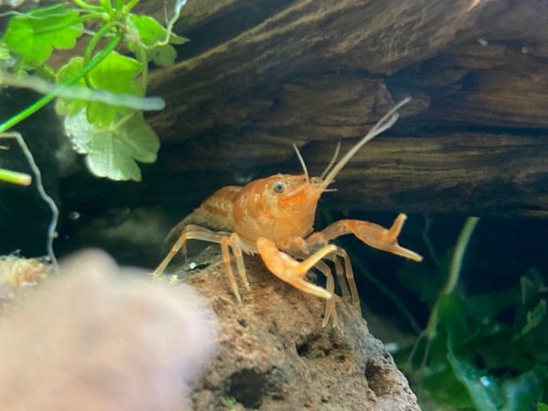 Dwarf Crayfish in Water Tank