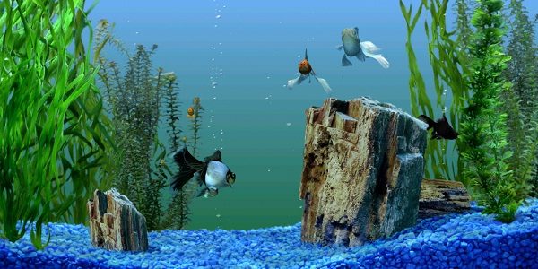 Why You Should Use A Fish Tank Background The Aquarium Guide