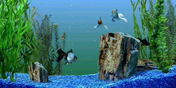 Why You Should Use a Fish Tank Background - The Aquarium Guide