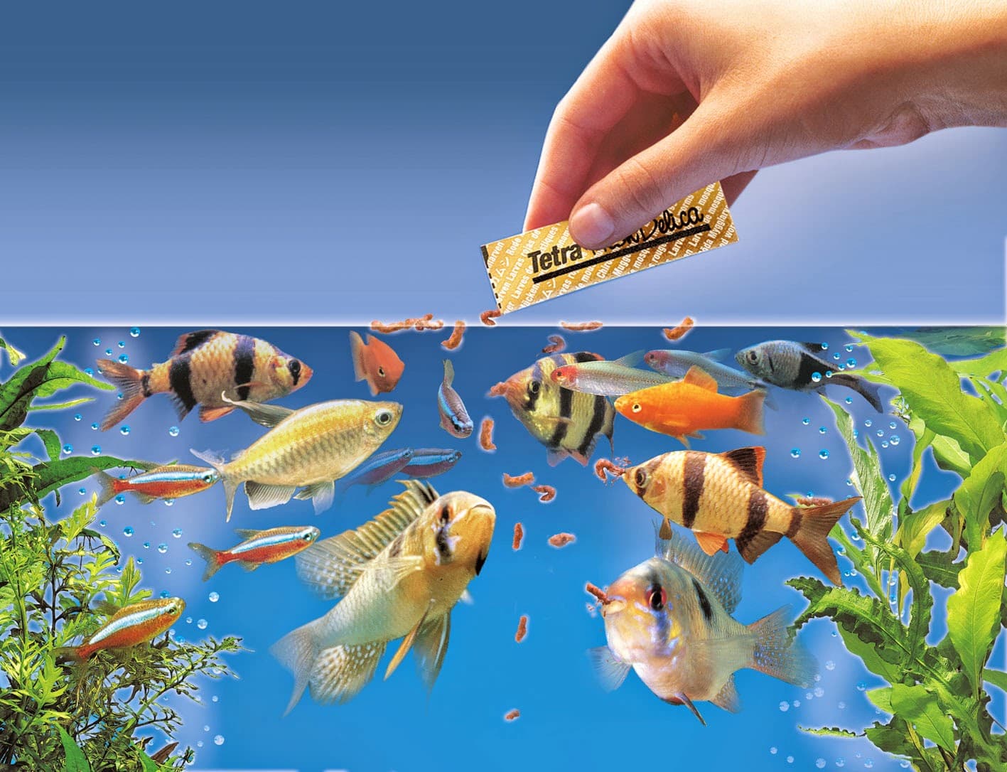 types-of-aquarium-fish-food-types-and-nutritional-values-the-aquarium